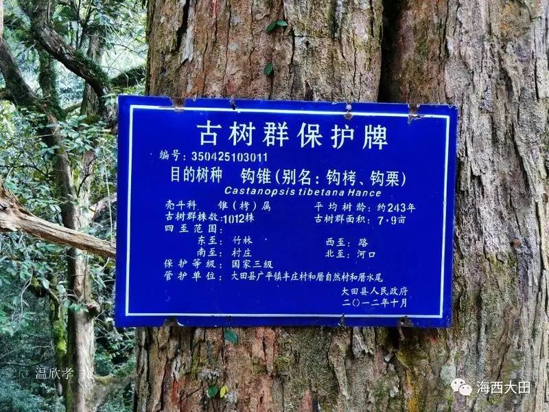 栗子产业动态:品质与市场的双提升